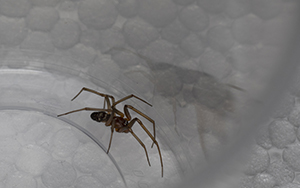 Steatoda grossa e Philodromus sp., maschio  - Prato